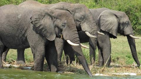 Gorilla And Chimpanzee Tracking Tour: Explore Uganda: Ten-day Safari