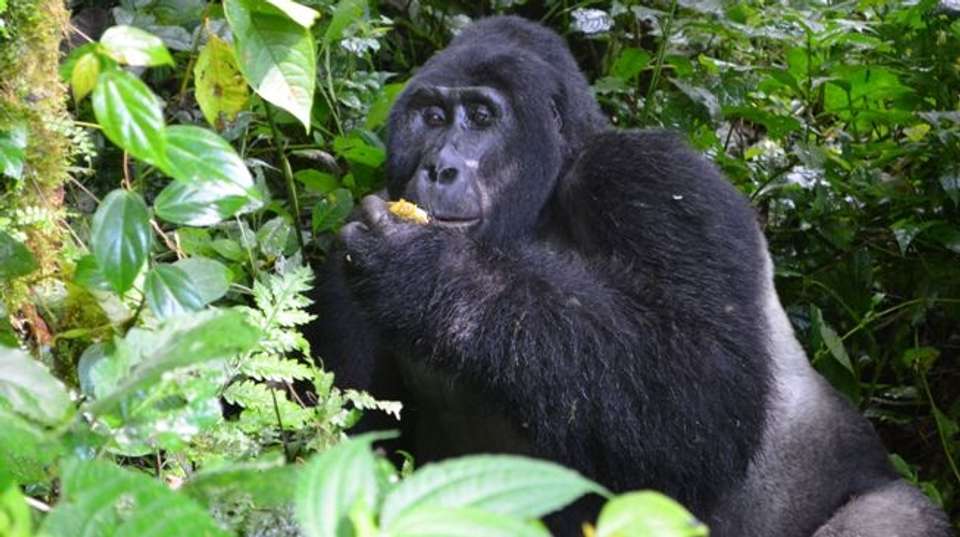 Explore Uganda: Ten-Day Safari - Range Land Safaris Uganda - Uganda - Image 3