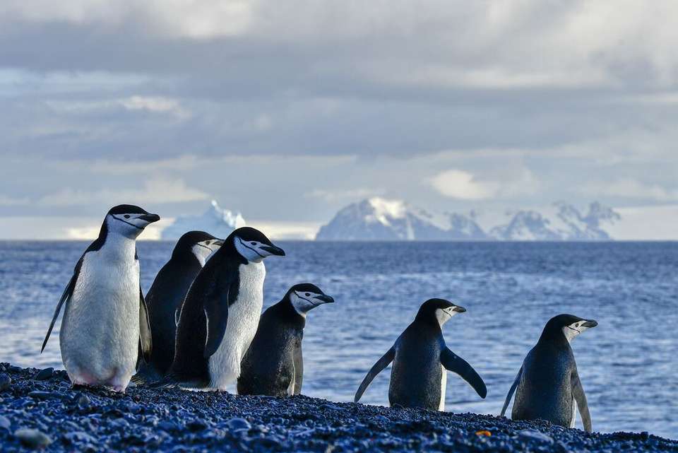 Exploring Antarctica's Spring (Ocean Albatros) - Intrepid Travel - Argentina - Image 10