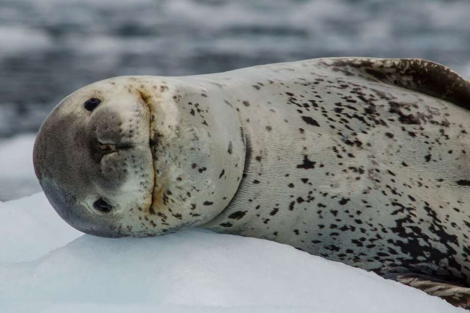 Exploring Antarctica's Spring (Ocean Albatros) - Intrepid Travel - Argentina - Image 11