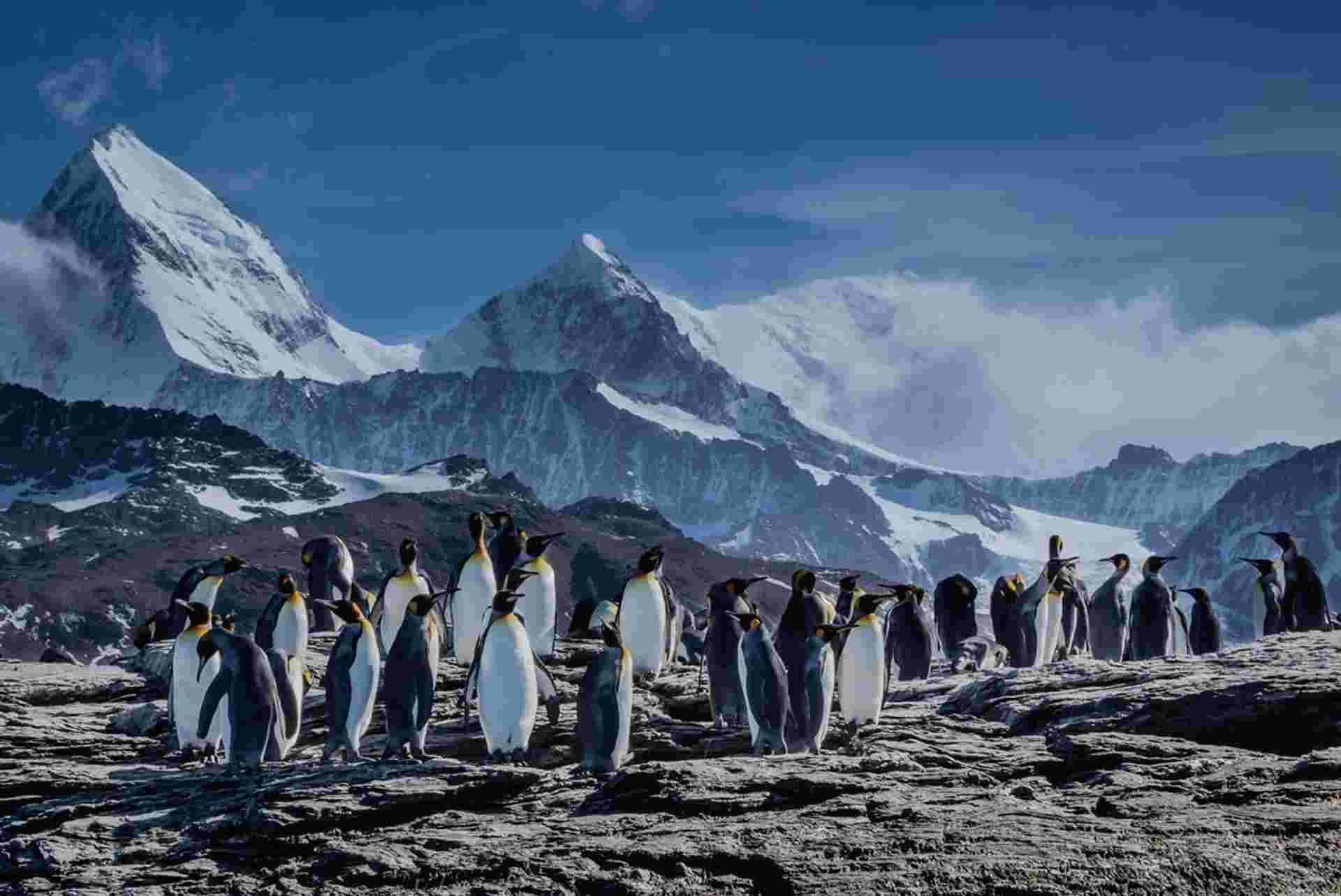 Extended Falklands, South Georgia & Antarctic Circle (Ocean Albatros)