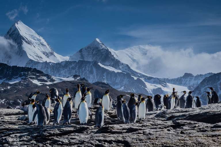 Extended Falklands, South Georgia & Antarctic Circle (Ocean Albatros) - December 2026