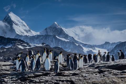 South America Eco Tours: Extended Falklands, South Georgia & Antarctic Circle (ocean Albatros)