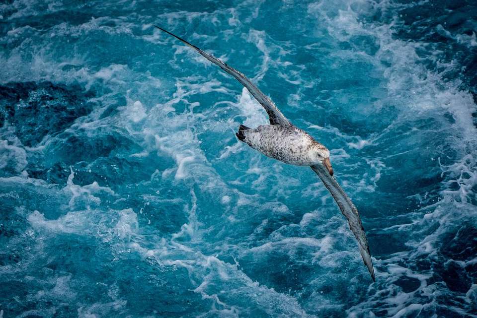 Extended Falklands, South Georgia & Antarctic Circle (Ocean Albatros) - Intrepid Travel - Argentina - Image 2
