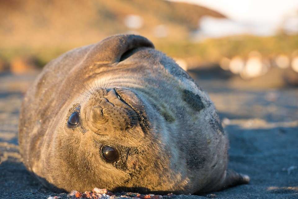 Extended Falklands, South Georgia & Antarctic Circle (Ocean Albatros) - Intrepid Travel - Argentina - Image 9