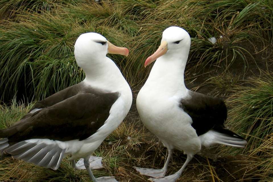 Extended Falklands, South Georgia & Antarctic Circle (Ocean Albatros) - Intrepid Travel - Argentina - Image 10