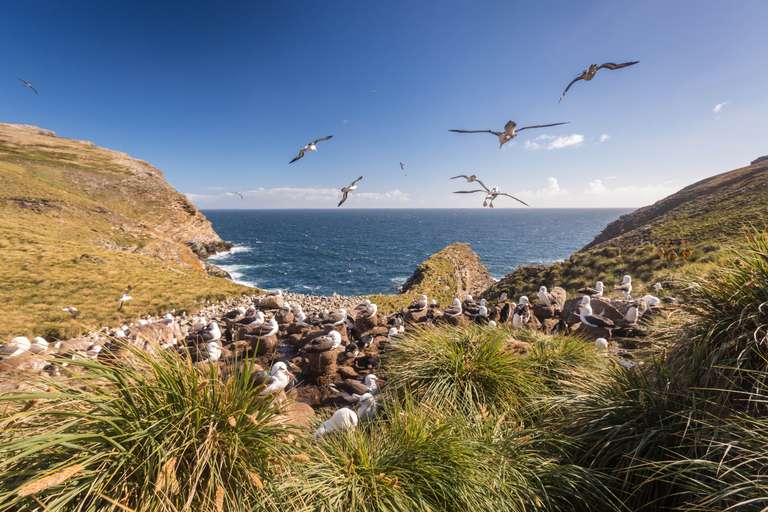 Falkland Islands and South Georgia: 20-Day Wildlife Adventure trip - alternative tour available