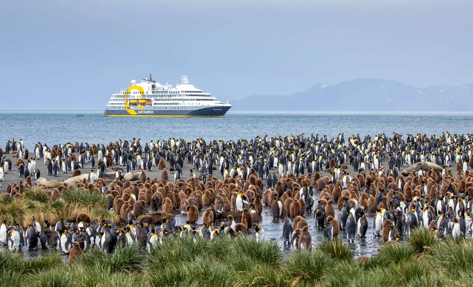 Falkland Islands and South Georgia: 20-Day Wildlife Adventure - Quark Expeditions - Argentina