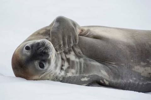 Buenos Aires Polar Expeditions And Cruise Tour: Falklands, South Georgia And Antarctic Peninsula - M/v Ushuaia