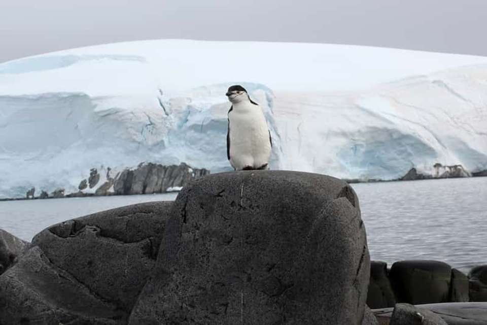 Falklands, South Georgia and Antarctic Peninsula - M/V Ushuaia - Explore - Argentina - Image 2