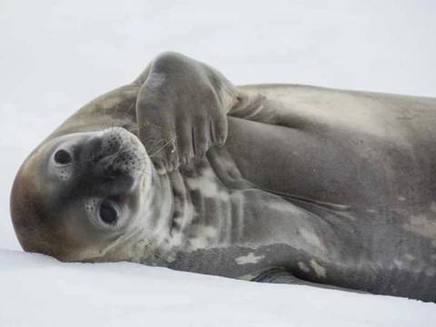Falklands, South Georgia And Antarctic Peninsula - M/v Ushuaia - Fall Tours