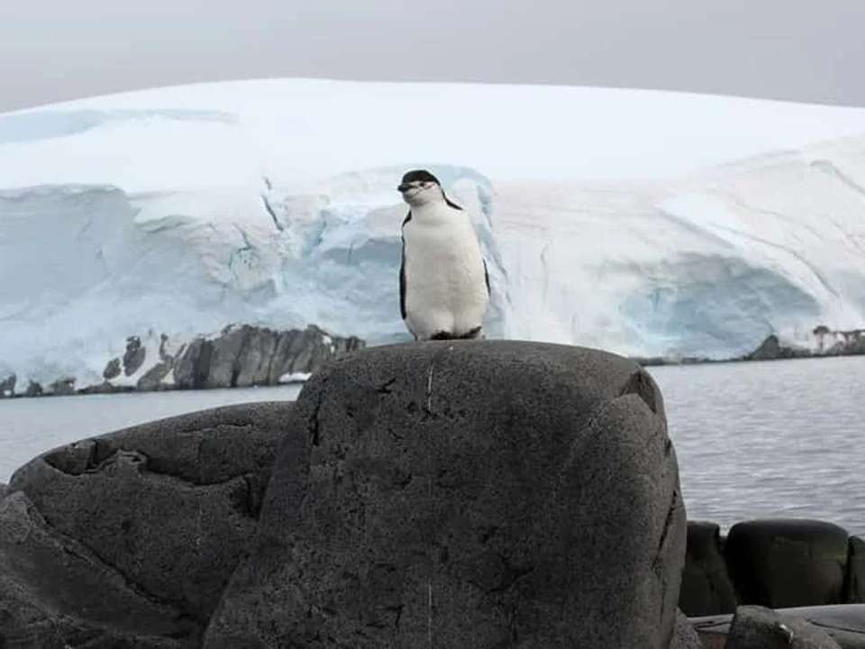 Falklands, South Georgia and Antarctic Peninsula - M/V Ushuaia - undefined - Image 2