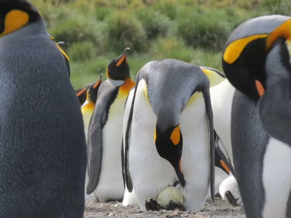 Falklands, South Georgia and Antarctic Peninsula - M/V Ushuaia - undefined - Image 3
