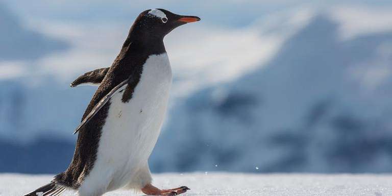 Ushuaia Explorer Tour: Falklands, South Georgia & Antarctica