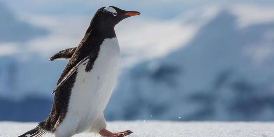 Falklands, South Georgia & Antarctica - G Adventures - Uruguay - Image 1