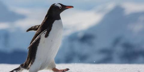 Ushuaia Explorer Tour: Falklands, South Georgia & Antarctica