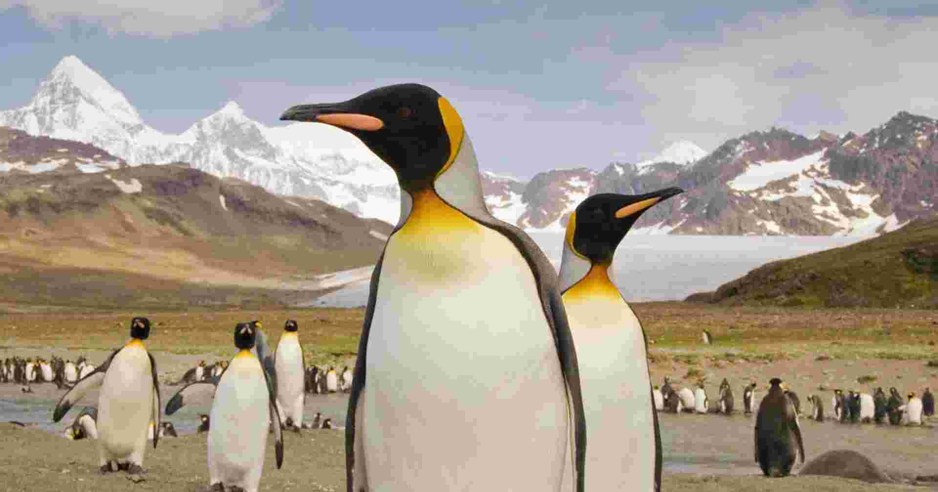 Falklands, South Georgia and Antarctica - Expedition