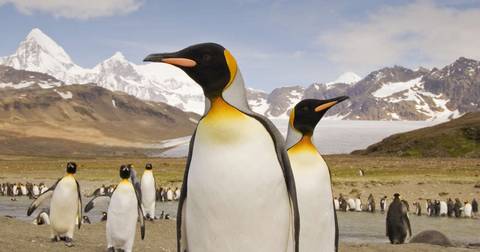 Falklands, South Georgia And Antarctica - Expedition - January 2026