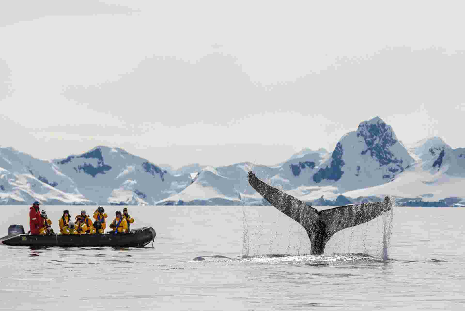 Falklands, South Georgia and Antarctica: Explorers and Kings