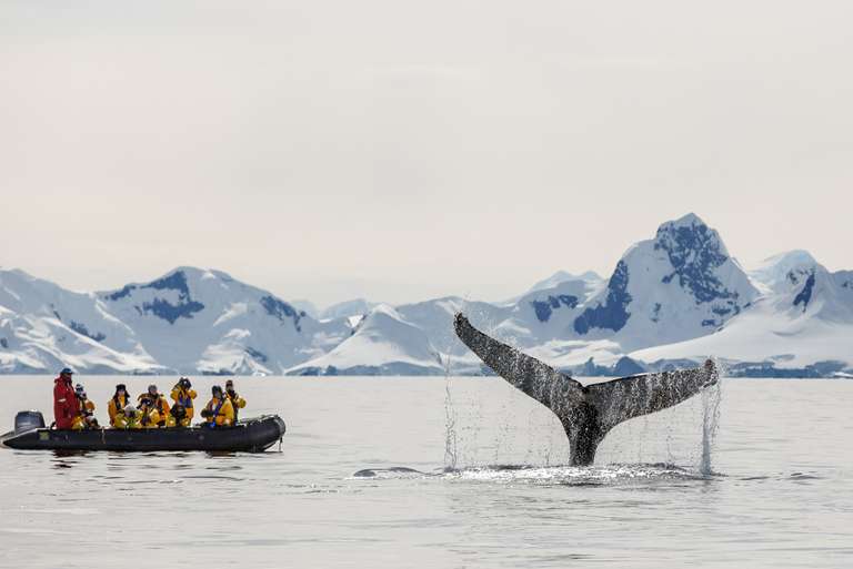 Falklands, South Georgia and Antarctica: Explorers and Kings - November 2025