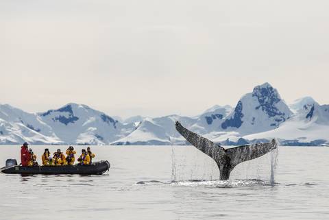Falklands, South Georgia And Antarctica: Explorers And Kings - November 2025
