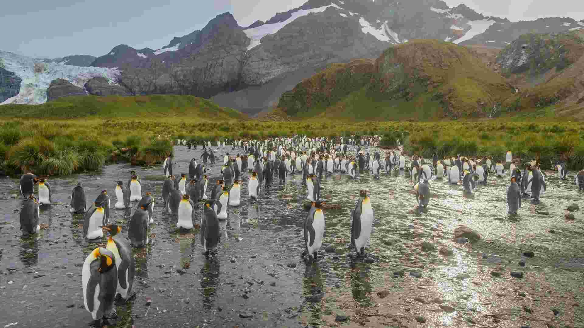 Falklands, South Georgia, and Antarctica: Explorers and Kings
