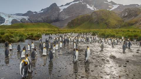 Falklands, South Georgia, And Antarctica: Explorers And Kings