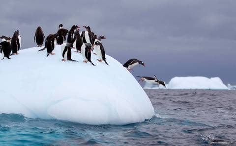Wildlife Tour: Falklands, South Georgia & Antarctica: Explorers And Kings