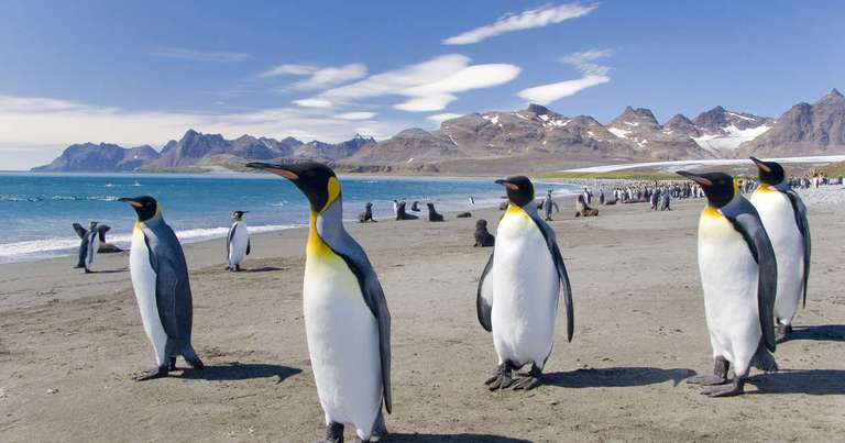 Falklands, South Georgia and Antarctica - M/V Greg Mortimer trip - alternative tour available