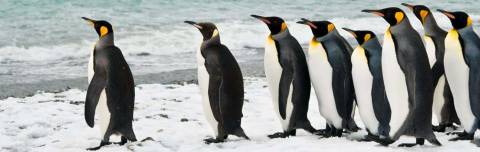 Falklands, South Georgia And Antarctica - M/v Ocean Albatros - Winter Tours