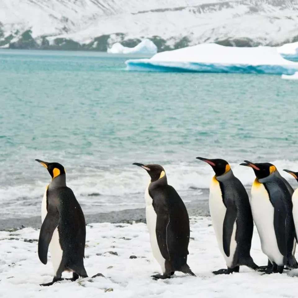 Falklands, South Georgia and Antarctica - M/V Ocean Albatros - undefined - Image 2