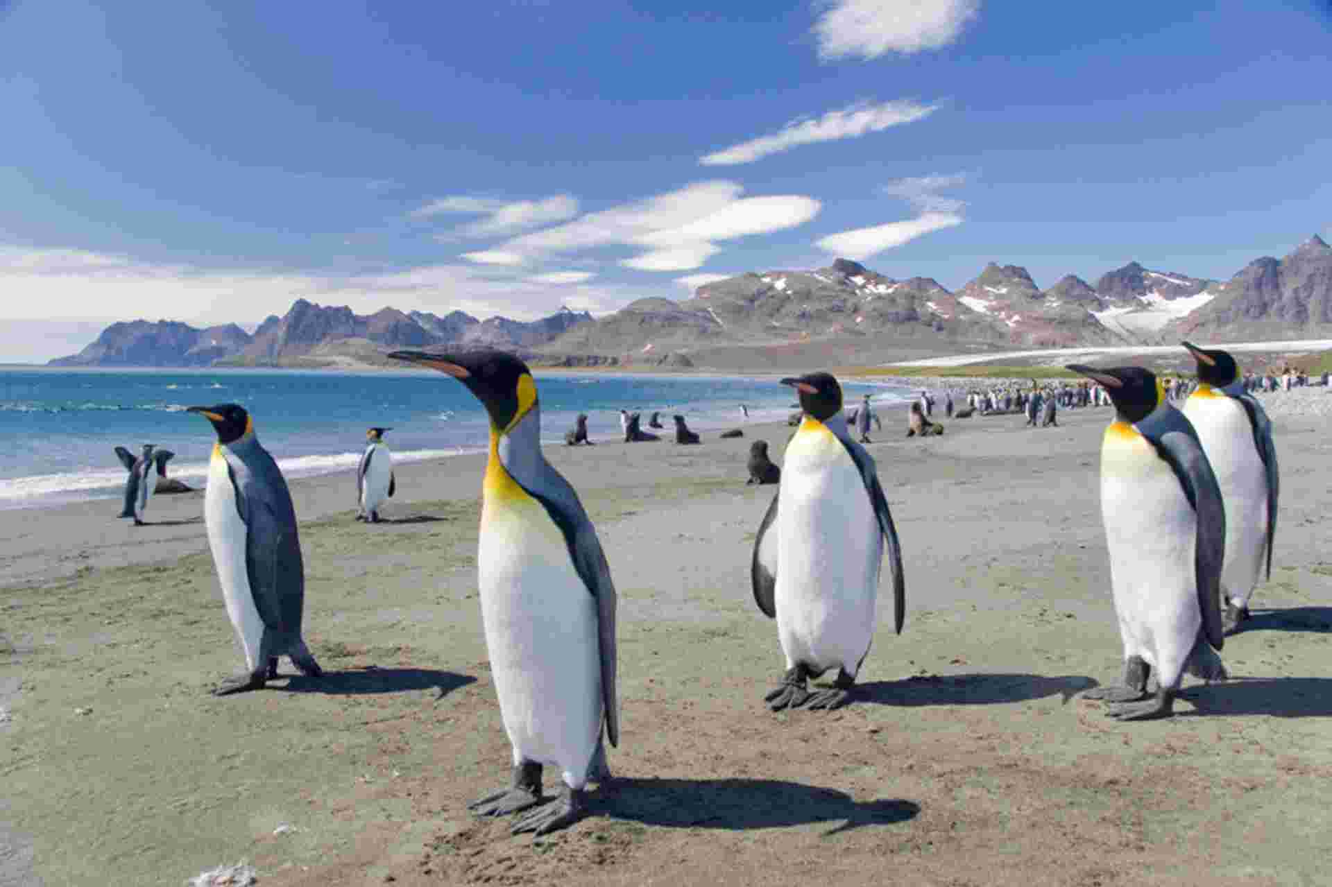 Falklands, South Georgia and Antarctica - M/V Sylvia Earle