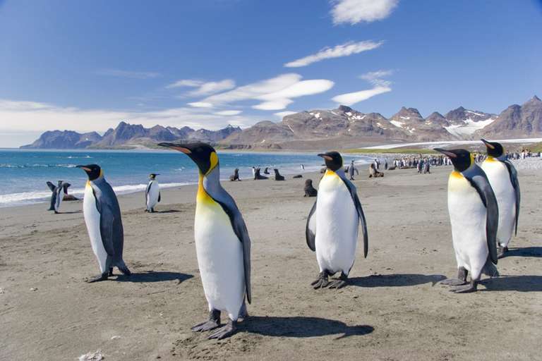 Falklands, South Georgia and Antarctica - M/V Sylvia Earle trip - alternative tour available
