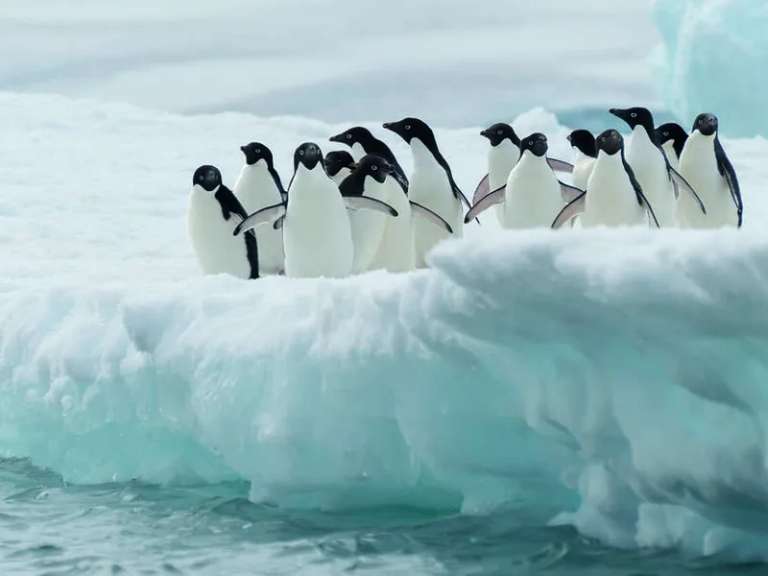 Falklands, South Georgia and Antarctica - M/V Sylvia Earle trip - alternative tour available