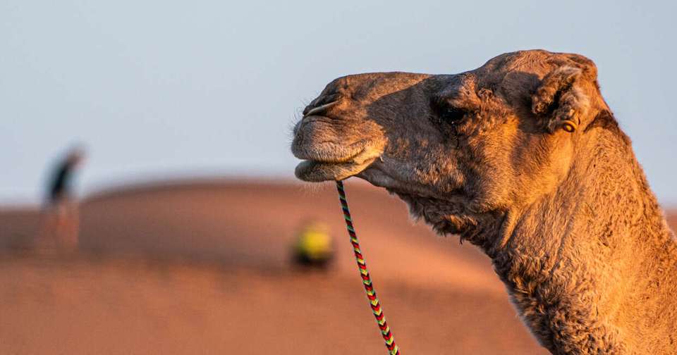 Family Atlas Mountain and Sahara Adventure - Explore - Morocco - Image 2