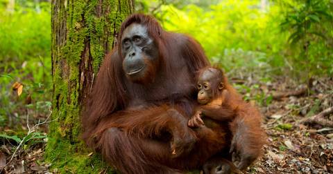 Family Borneo Wildlife Adventure - March 2026
