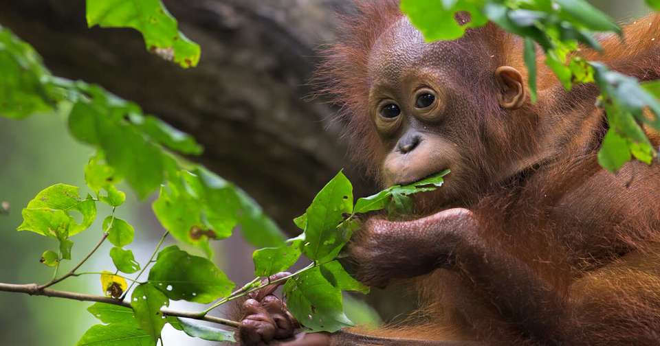 Family Borneo Wildlife Adventure - Explore - Malaysia - Image 3