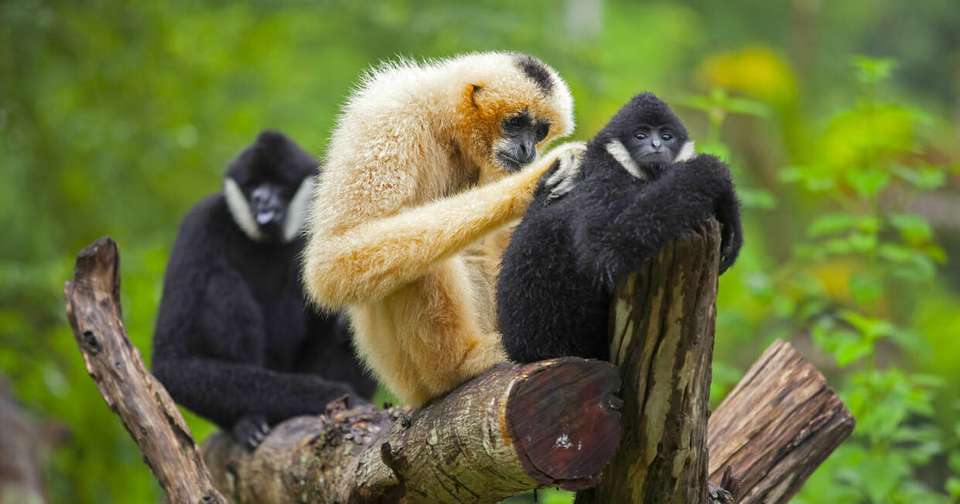 Family Borneo Wildlife Adventure - Explore - Malaysia - Image 4
