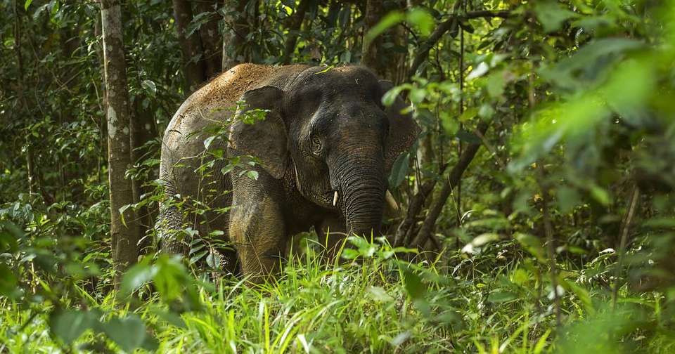 Family Borneo Wildlife Adventure - Explore - Malaysia - Image 6