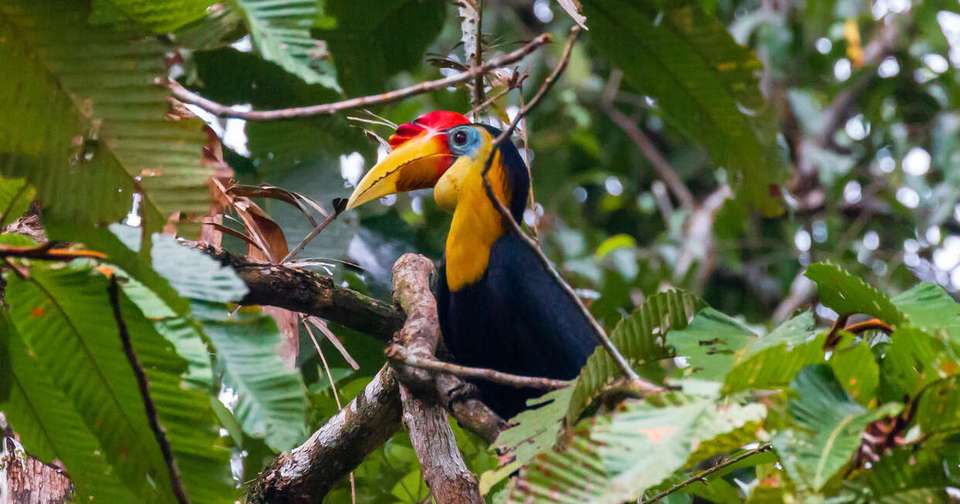 Family Borneo Wildlife Adventure - Explore - Malaysia - Image 10