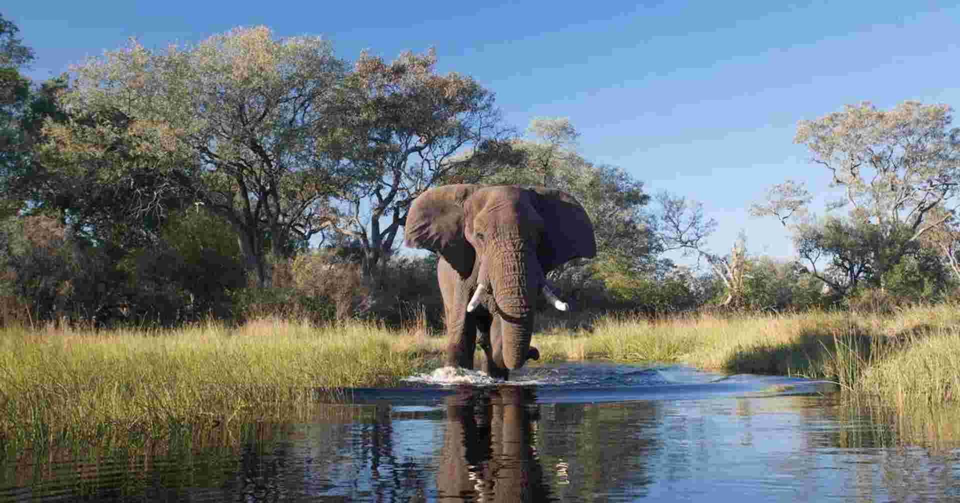Family Botswana and Zimbabwe Safari Adventure