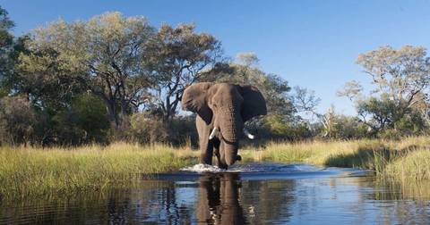 Wildlife Safaris And Game Drives Tour: Family Botswana And Zimbabwe Safari Adventure