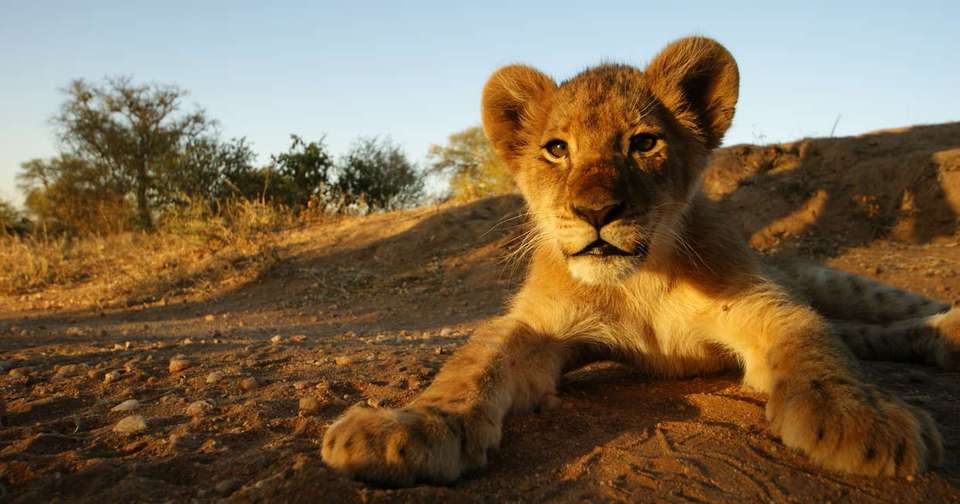 Family Botswana and Zimbabwe Safari Adventure - Explore - Zimbabwe