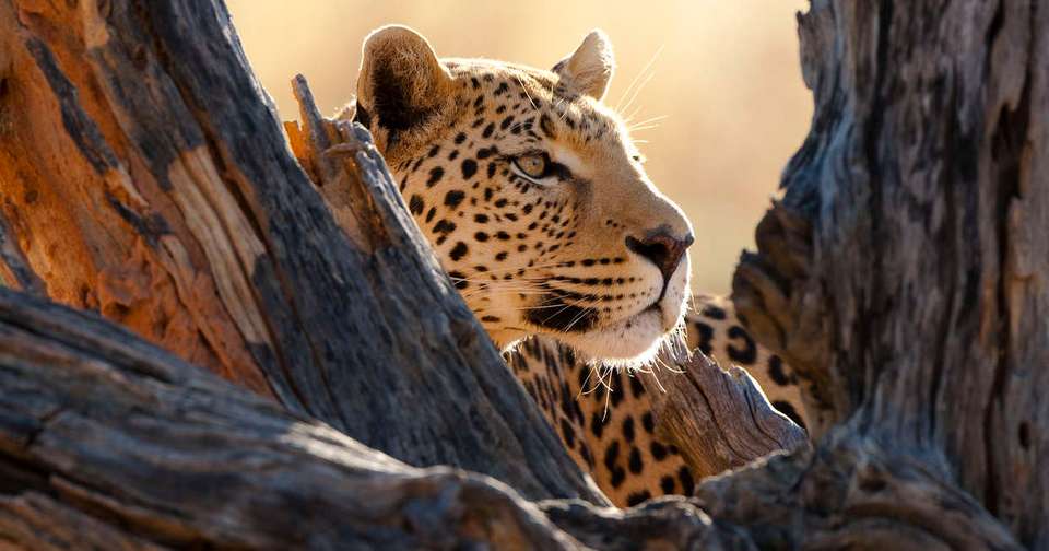 Family Botswana and Zimbabwe Safari Adventure - Explore - Zimbabwe