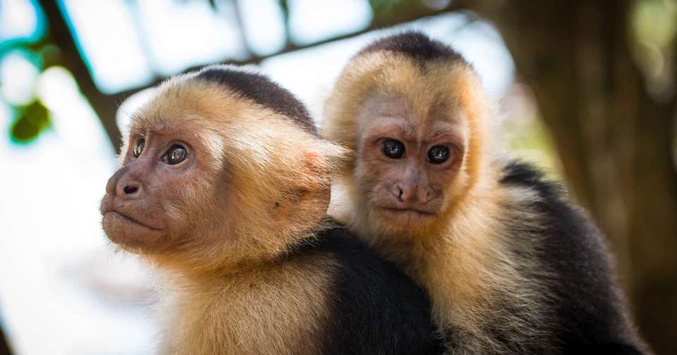 Family Costa Rica Rainforest and Wildlife Adventure - Explore - Costa Rica - Image 13
