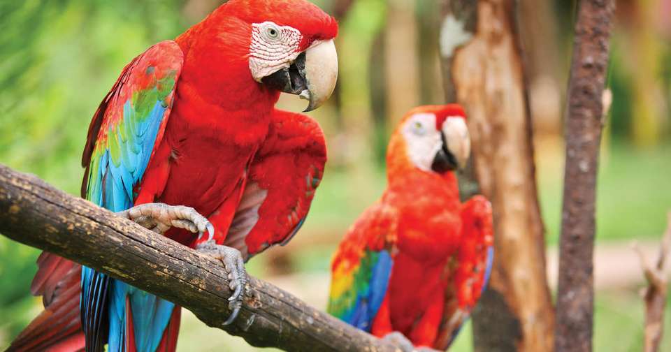 Family Costa Rica Rainforest and Wildlife Adventure - Explore - Costa Rica - Image 12