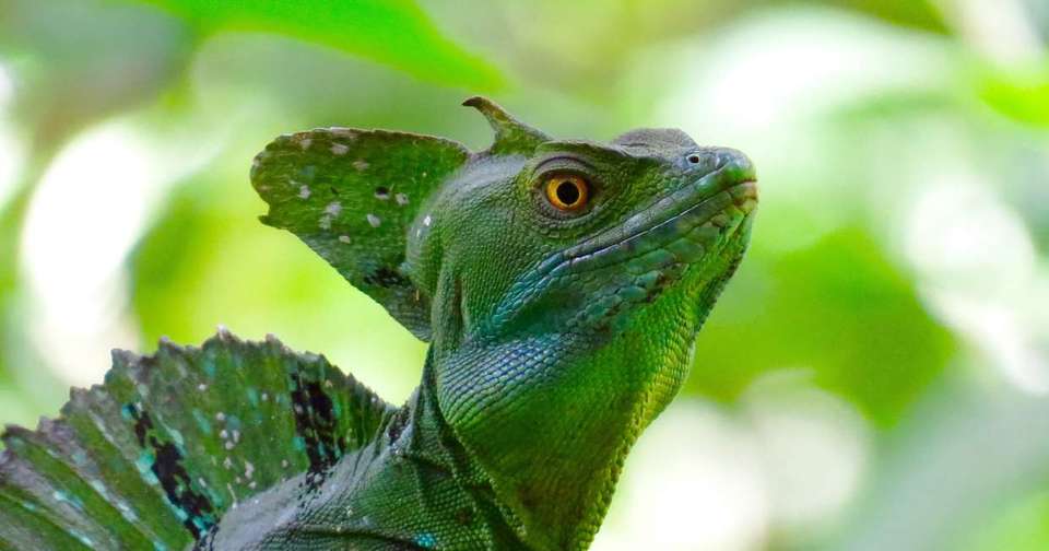Family Costa Rica Rainforest and Wildlife Adventure - Explore - Costa Rica - Image 7