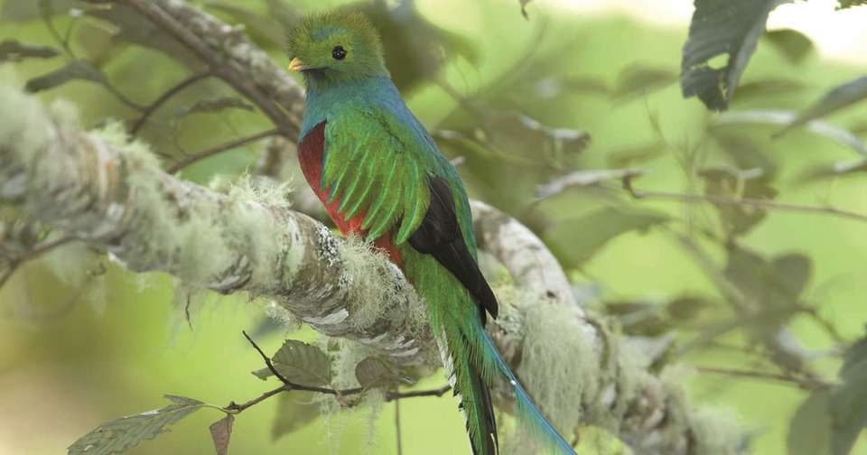 Family Costa Rica Rainforest and Wildlife Adventure - Explore - Costa Rica - Image 5