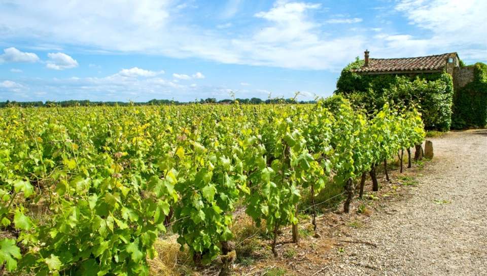 Family Cruise in Bordeaux-The Land and its History (port-to-port cruise) - undefined - Image 2