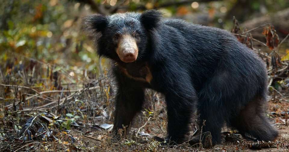 Family Highlights of Sri Lanka - Explore - Sri Lanka